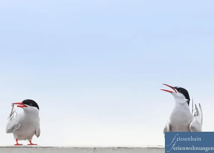 Friesenhain شقة *